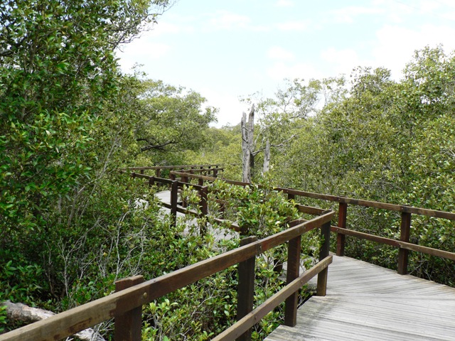 Board walk among mangroves