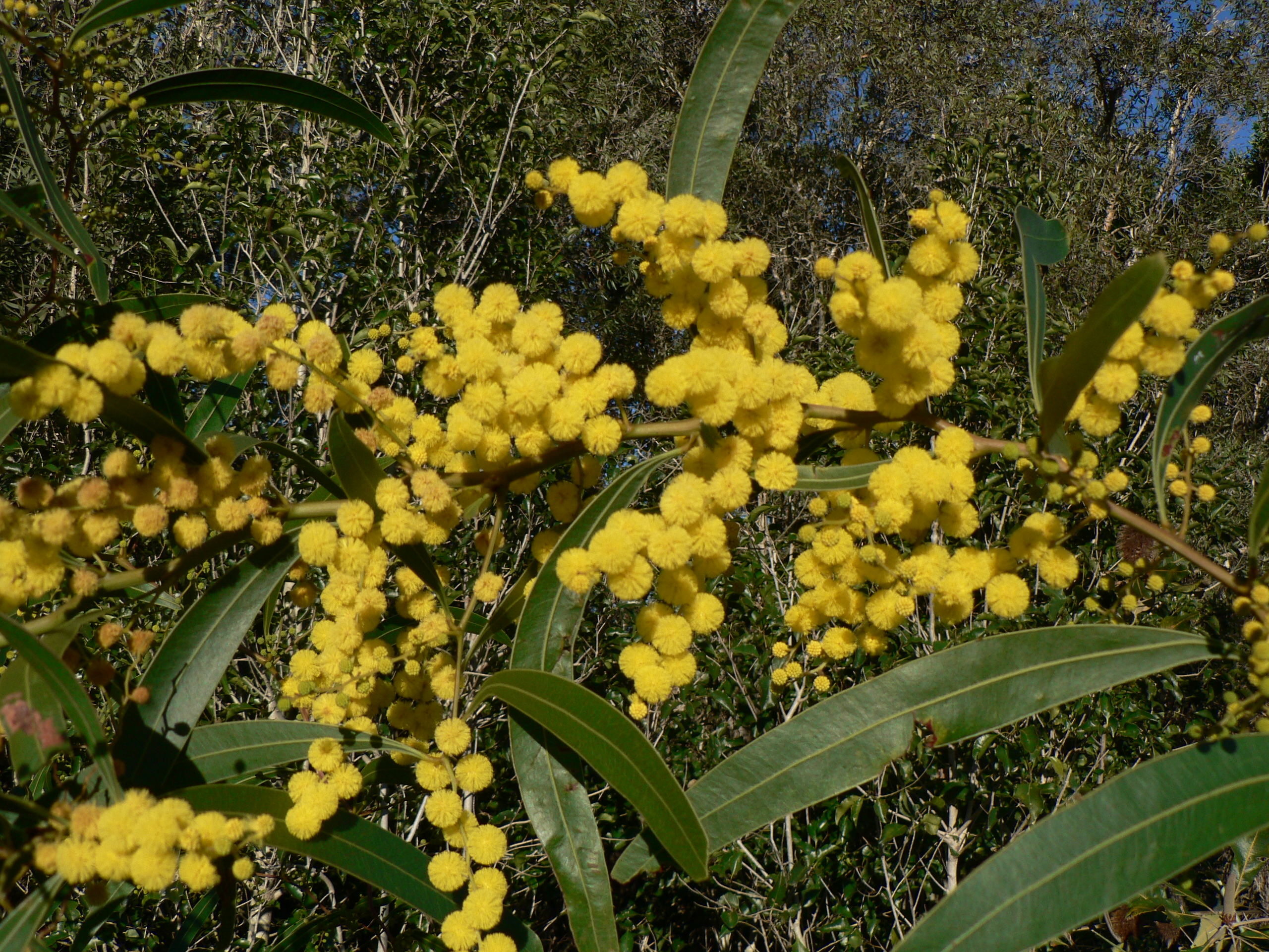 Wattle tree