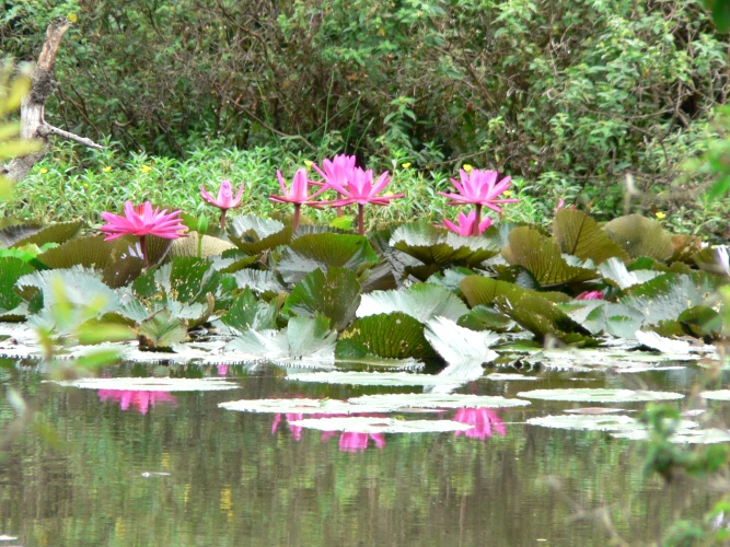 Pink waterlilies