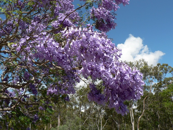 Jacaranda tree