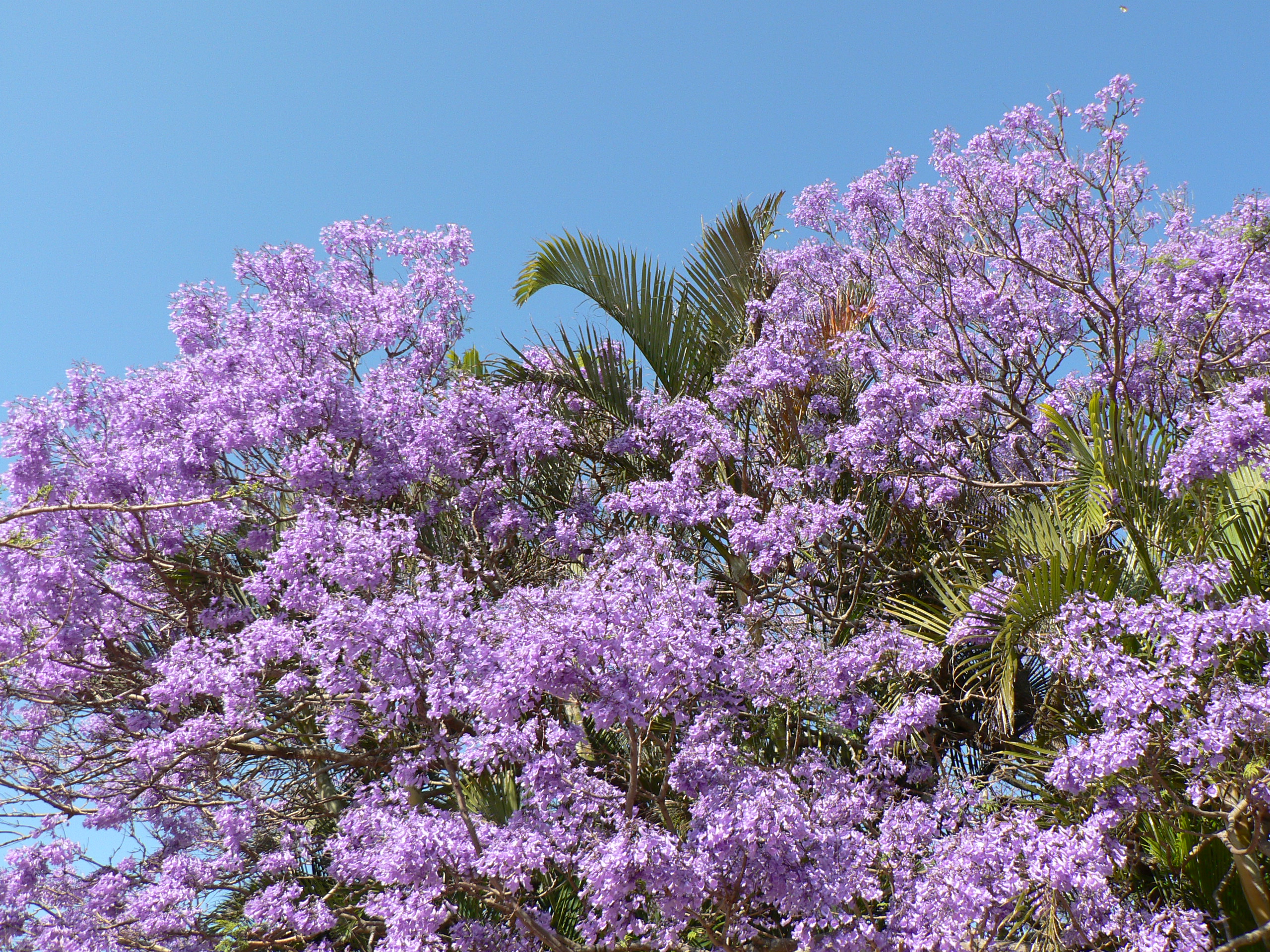 Jacaranda