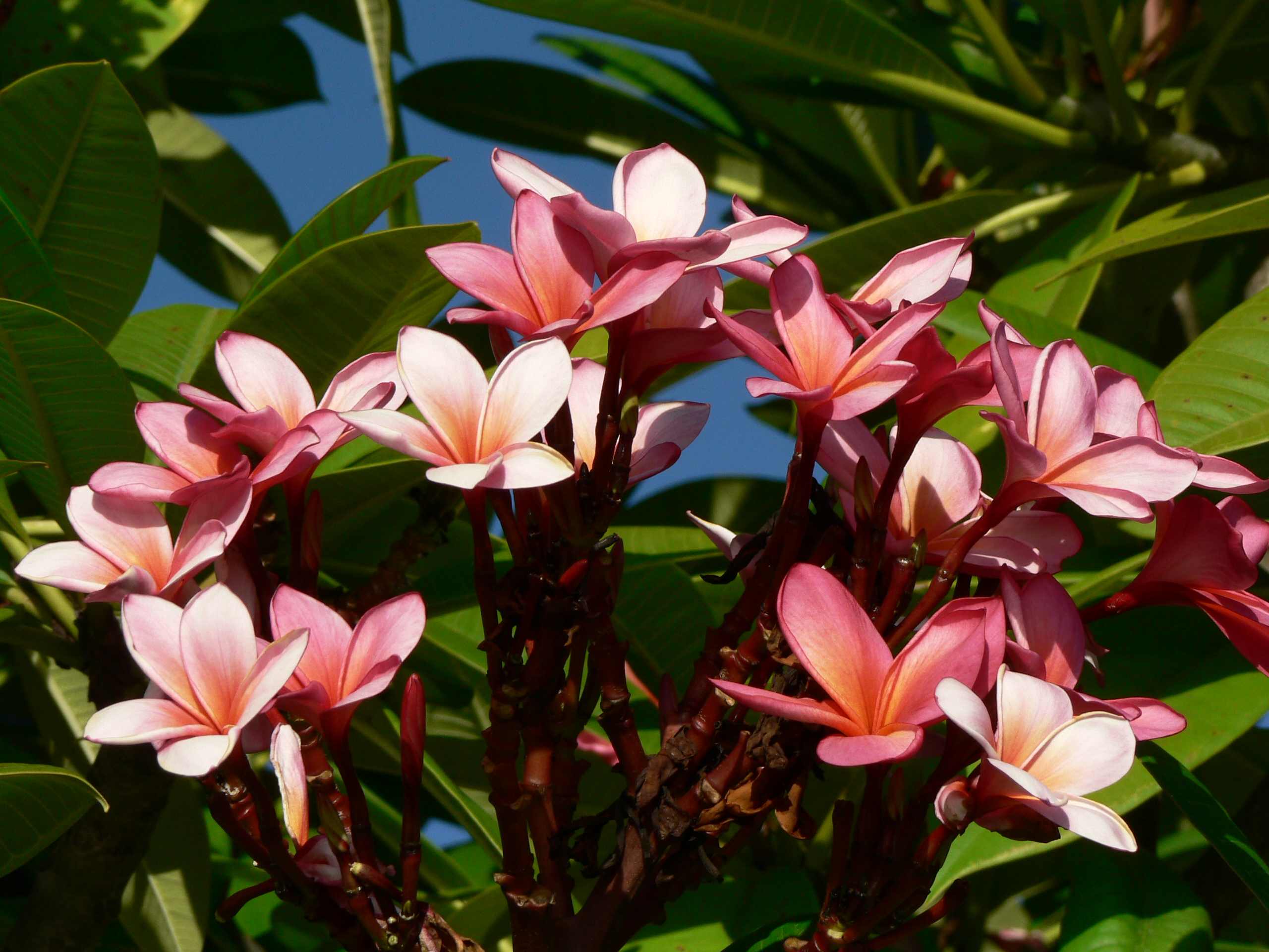 Frangipani