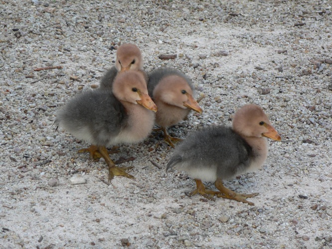 Maned duck chicks