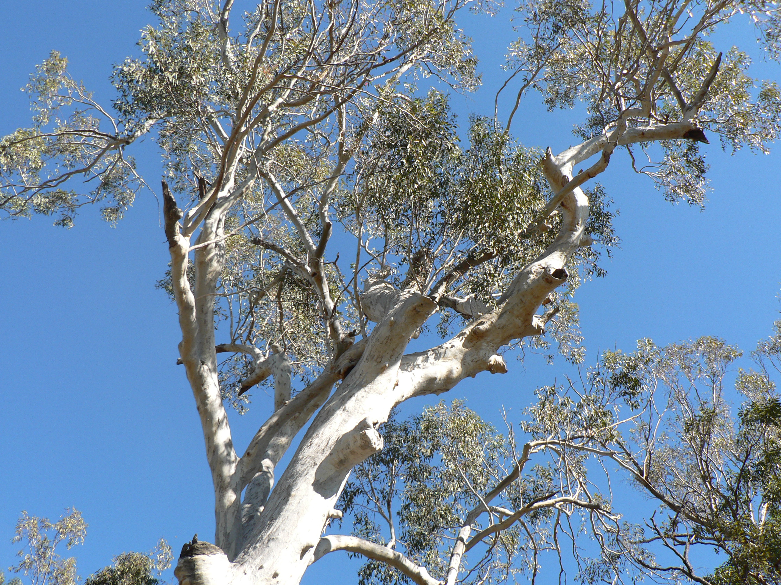 Eucalyptus