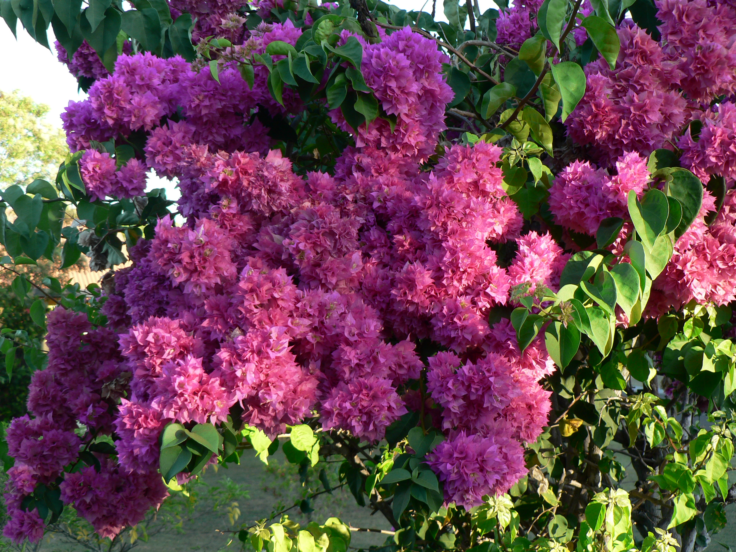 Maroon bush