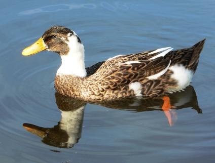 Mallard duck