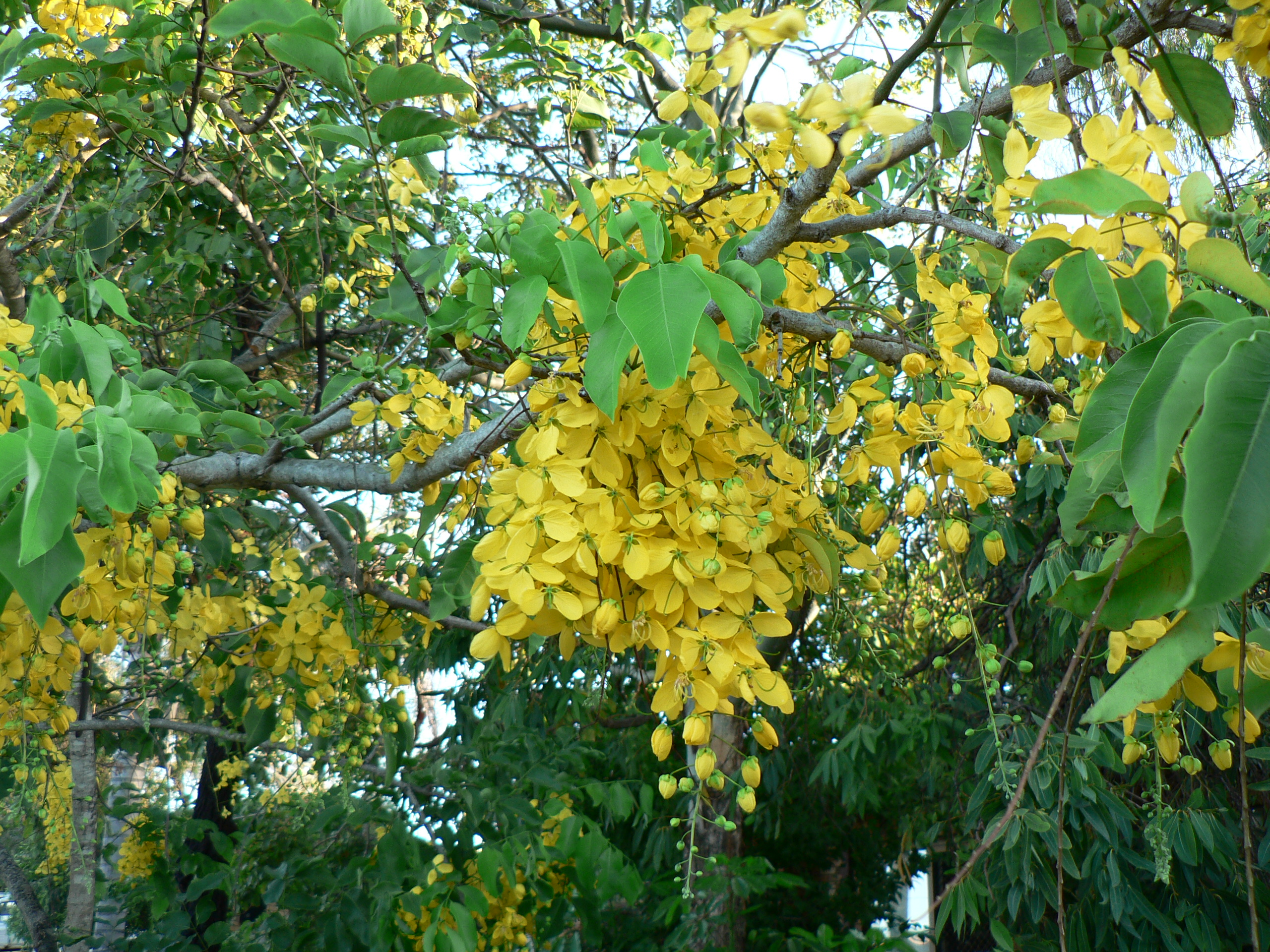 Yellow tree blossom