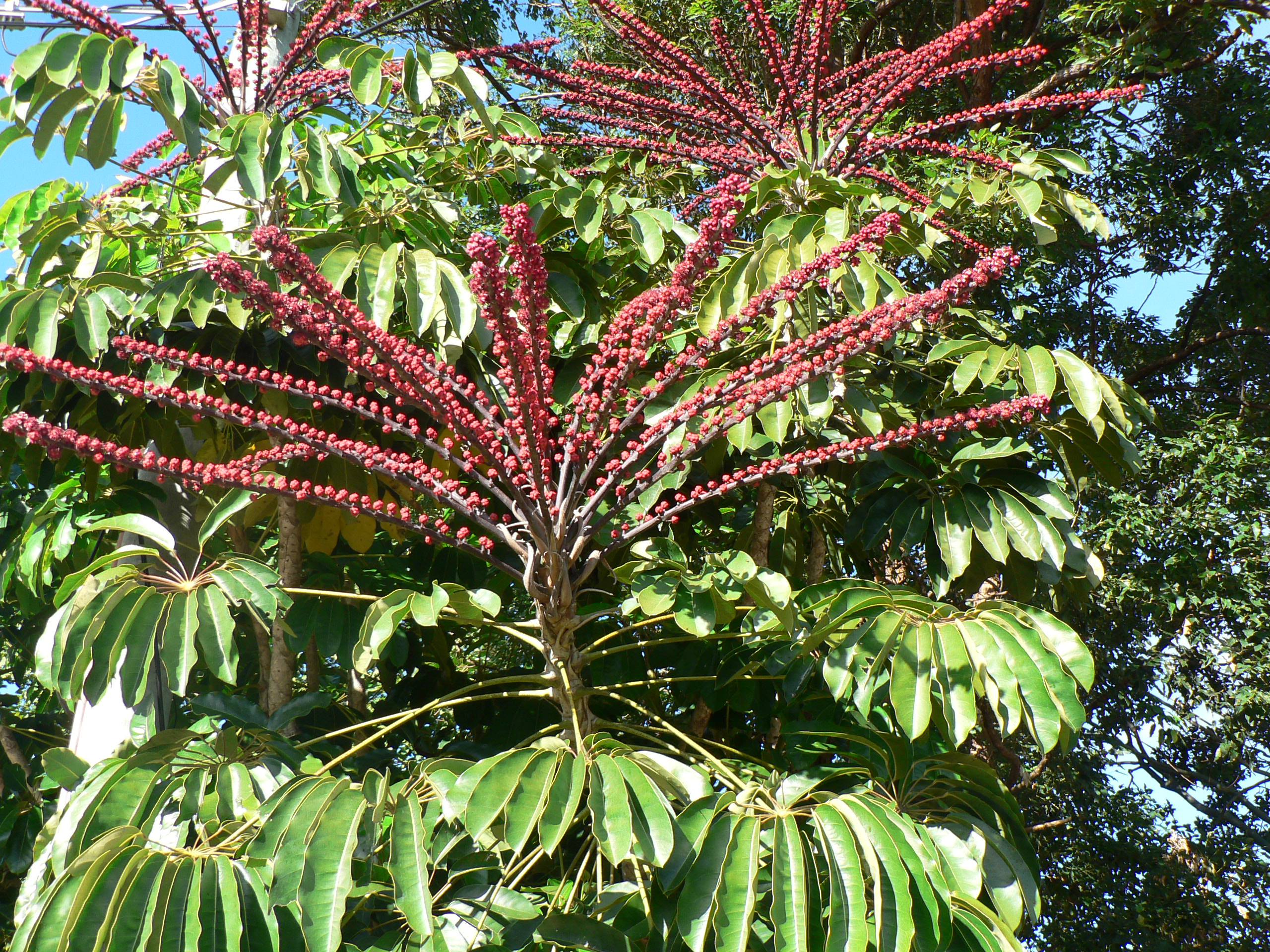 Flowering tree