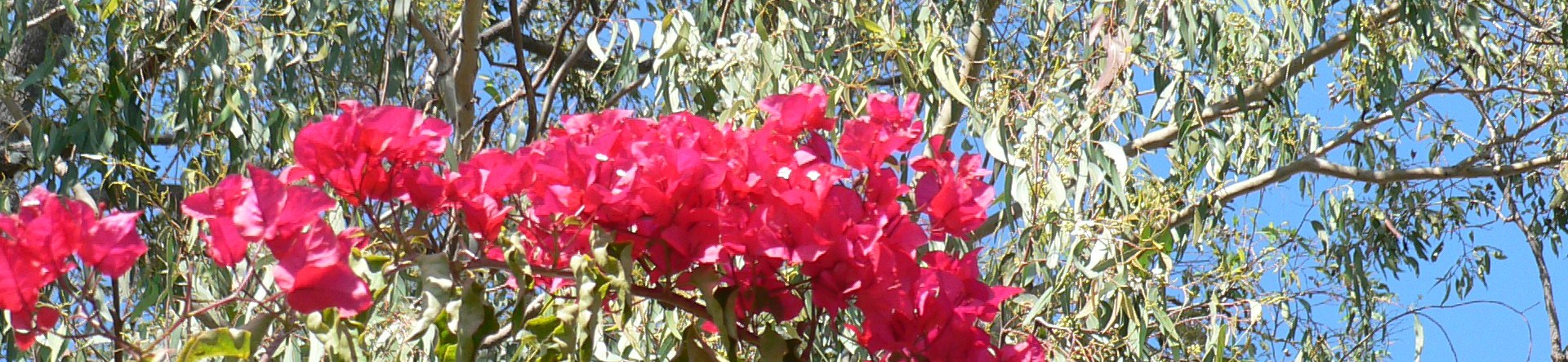 Bougainvillea vine