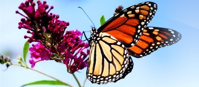 Butterfly on flower