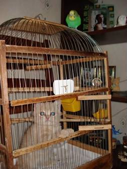 Friendship of a kitten and parrot