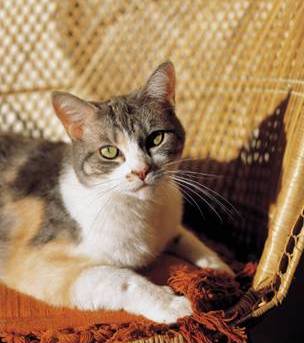 Cat at peace on a chair