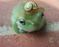 Frog and snail