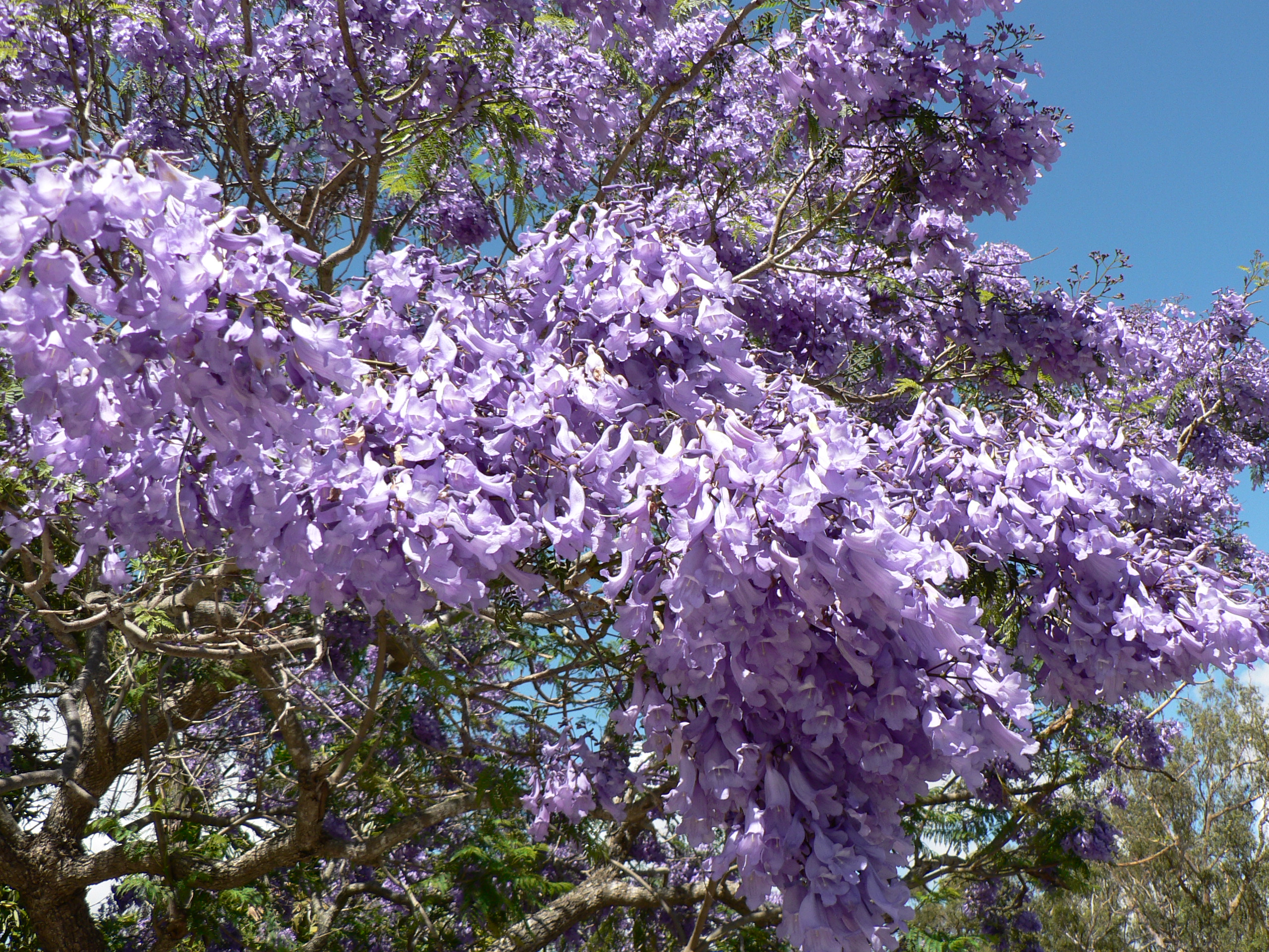 Jacaranda