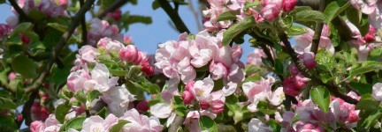 Orchard blossoms