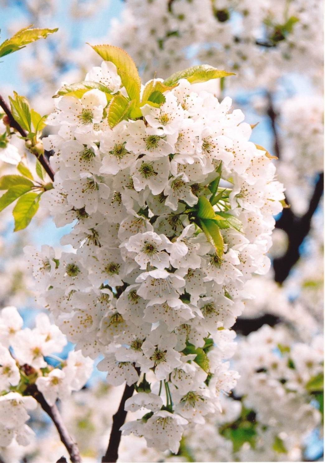 Spring blossoms