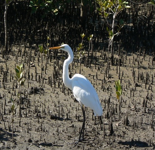 Heron