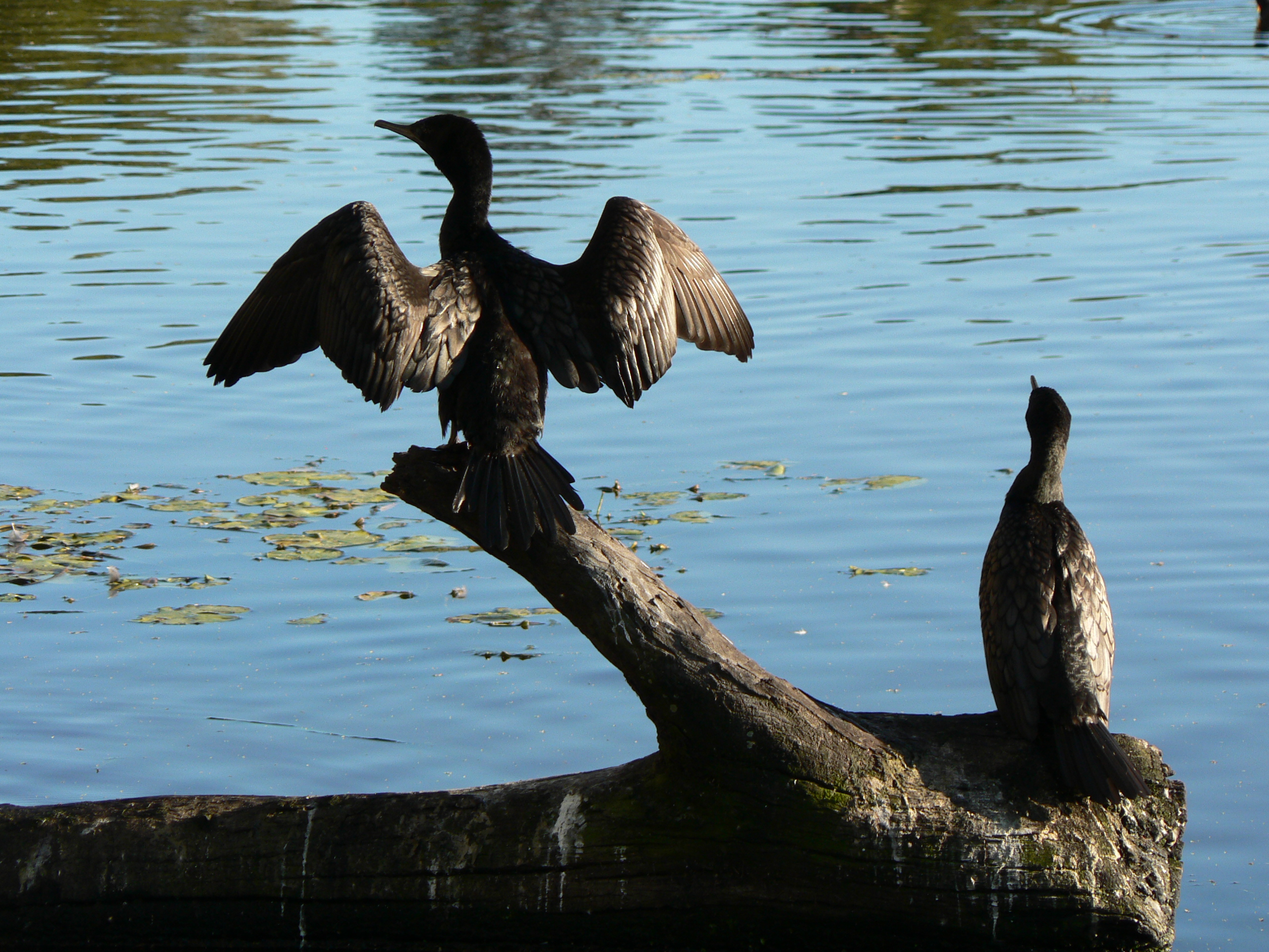 Cormorants