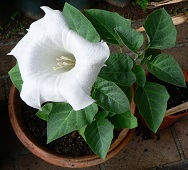 Angel's Trumpet flower