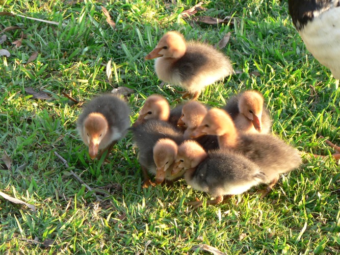 Magpie gooslings