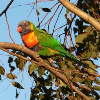 Lorikeet