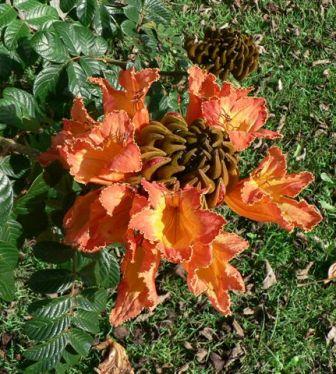 Flowering tree