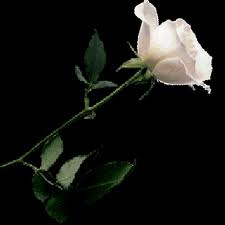 White rose